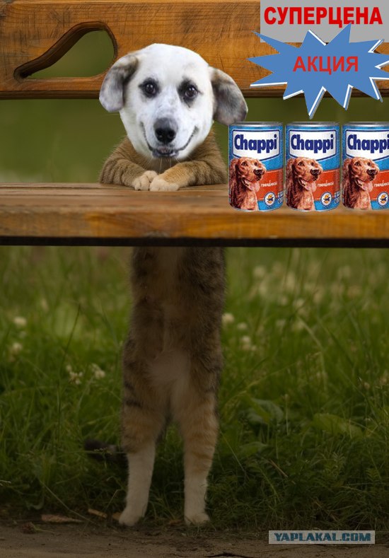 Фотожаба "Кот-коммерсант"