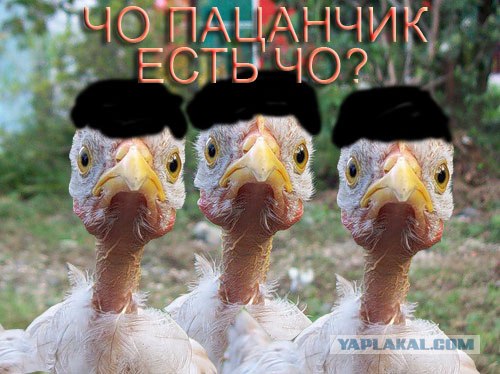 Фотожаба: Цыпа
