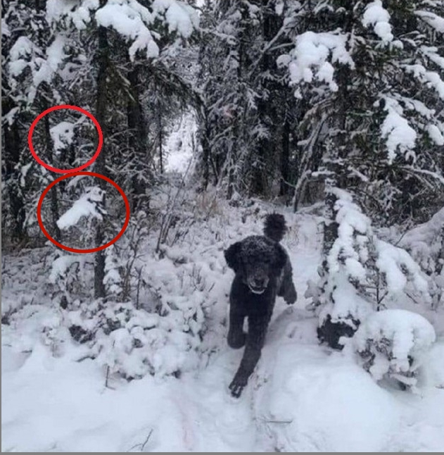 Что видите? Собаку или человека?