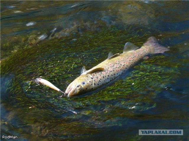 Форель, горный Крым.