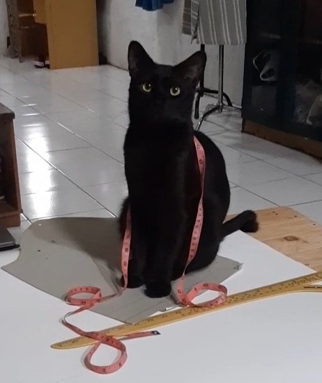 Коты-работяги