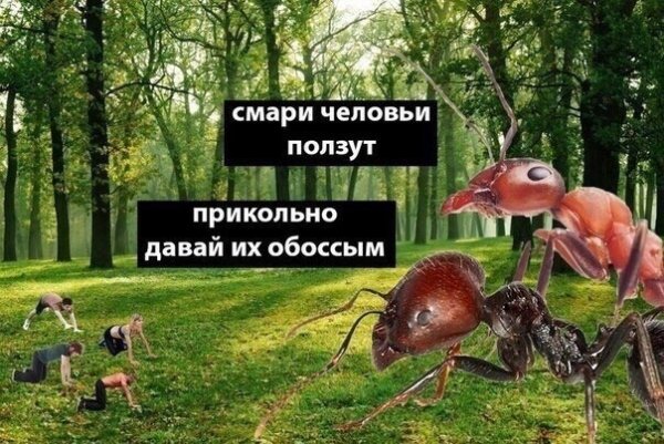Картинки из Дристоля