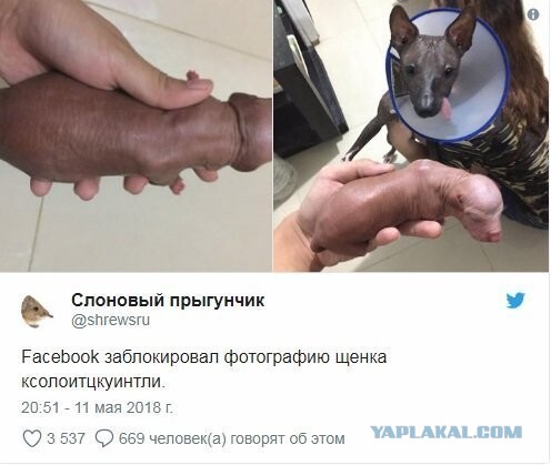 Один дикпик на шесть лет лишения свободы