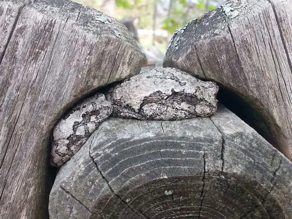 ФотоВинегрет