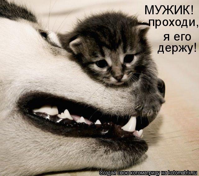 Котэ, совэ и все-все-все