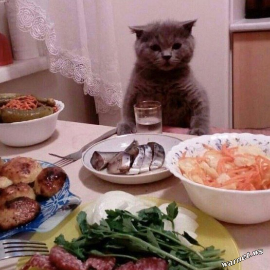 12 самых смешных котов в истории комического конкурса Comedy Pet Photography Awards