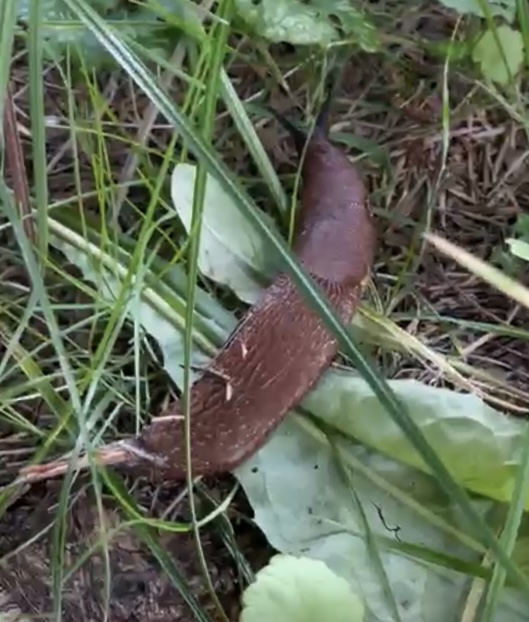 Литболталка