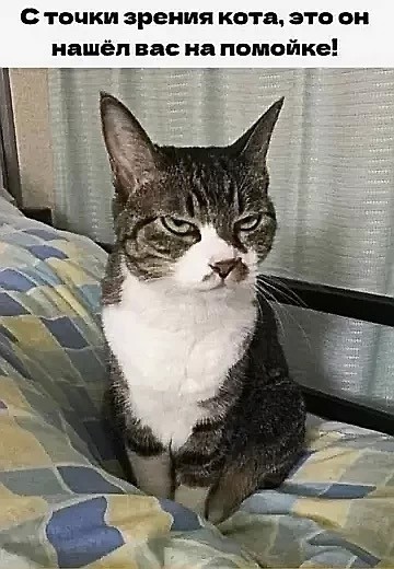 К котовторнику: подборка картинок-баянов с котиками и про котиков. Выпуск 22