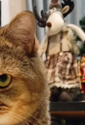 Вот и мой кот