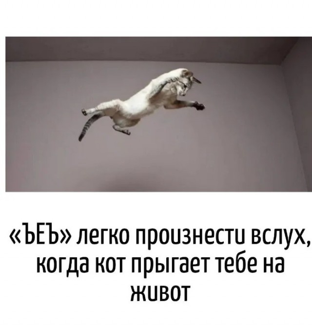 Подборка картинок-баянов с котиками и про котиков. Выпуск 30.