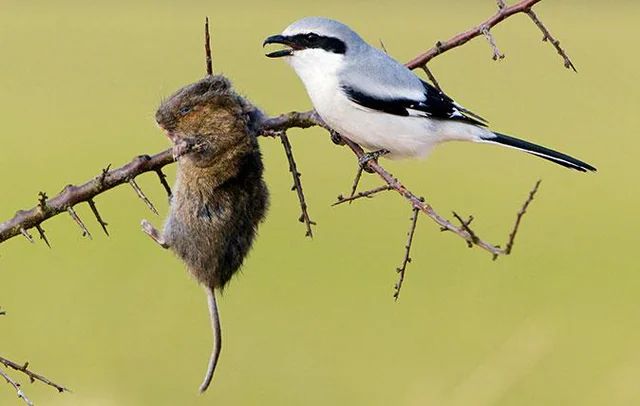 Скончался Дэн Симмонс, американский фантаст