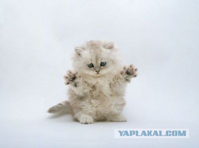 Польза от котов