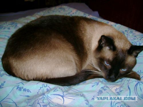 Тайские кошки