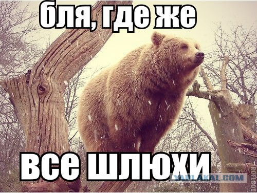 Медведи почти на все случаи жизни