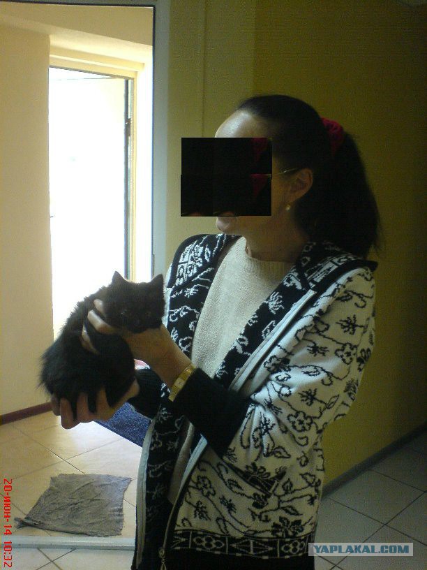 Котовторник 24.06.2014