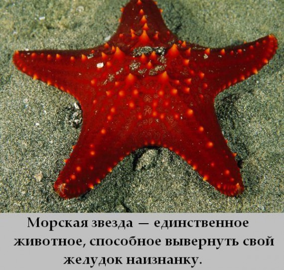 Факты в картинках