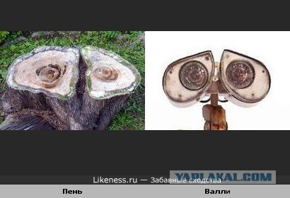 Забавные сходства