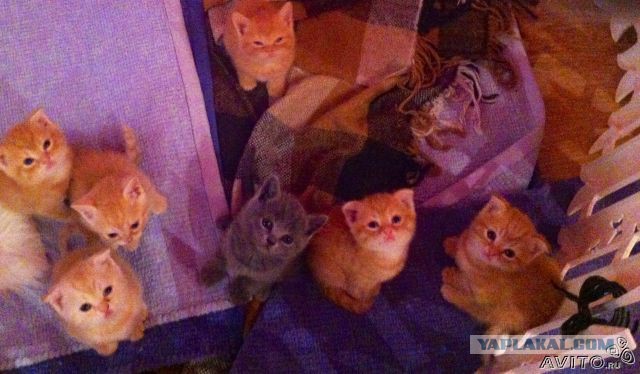 Котовторник 21.10.2014
