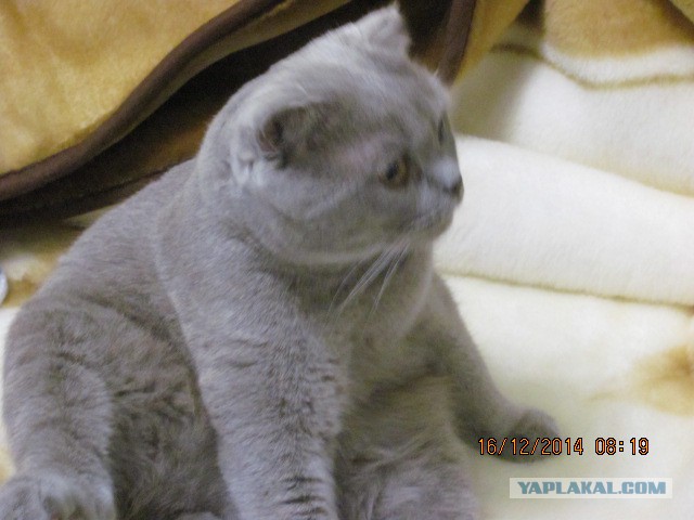 Котовторник 16.12.2014