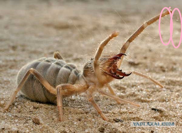 Топ 10 самых опасных насекомых и в мире