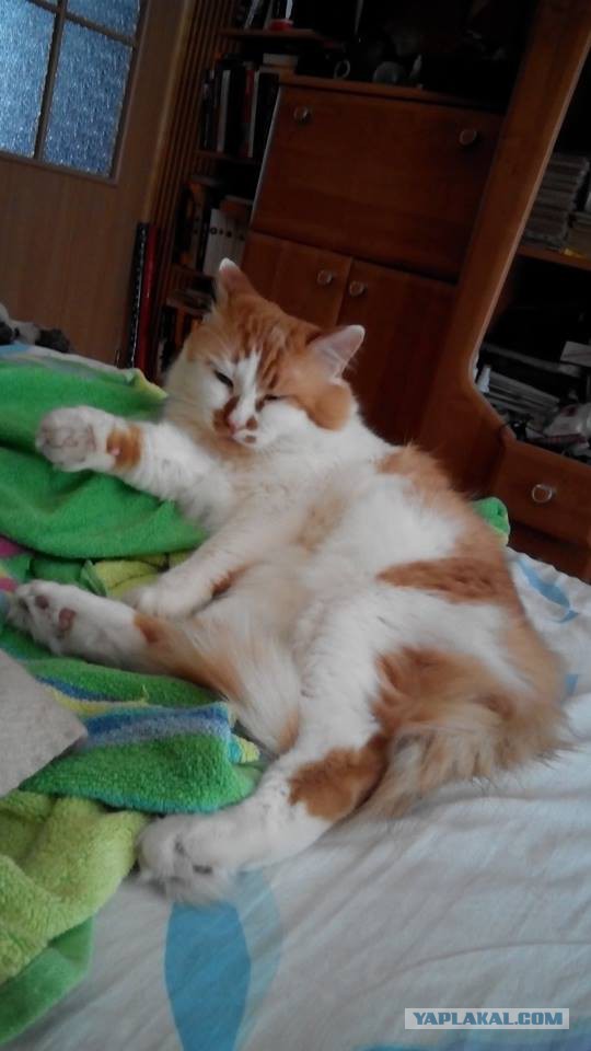 Котовторник 25.08.2015