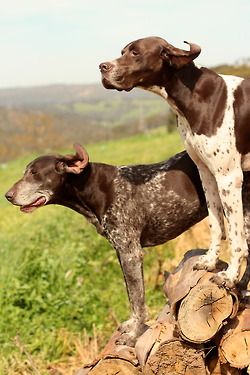 Собакочетверг