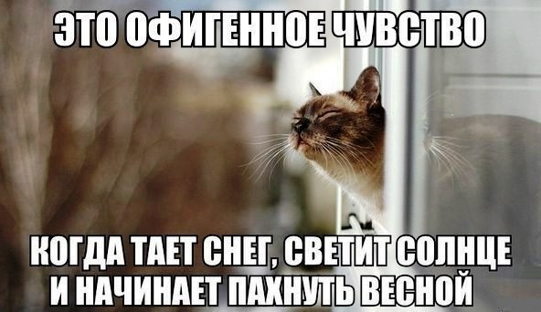 Восьмомартовский котовторник