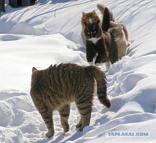Ребята, давайте жить дружно!
