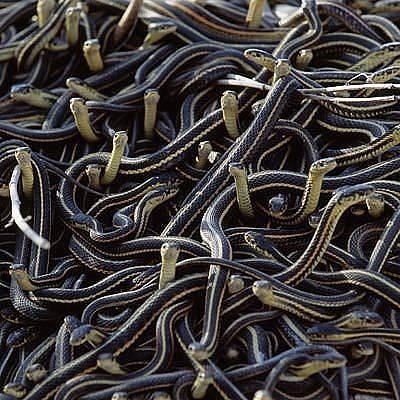 Божьи твари