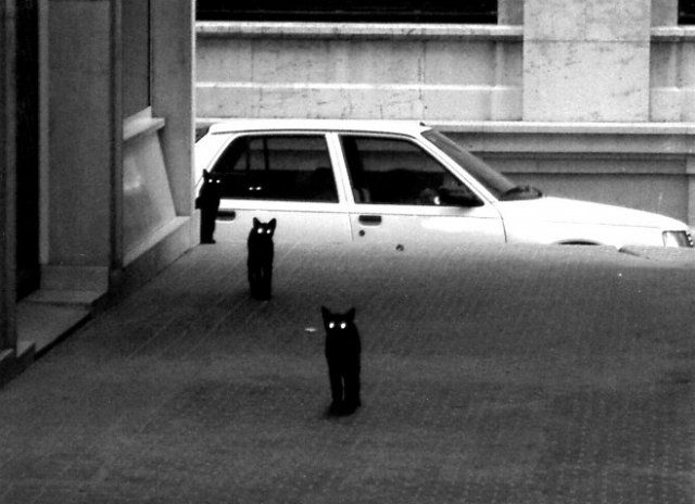 Котовторник на ЯПе (29.01)