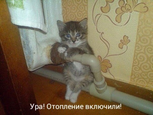 Прикольные животные
