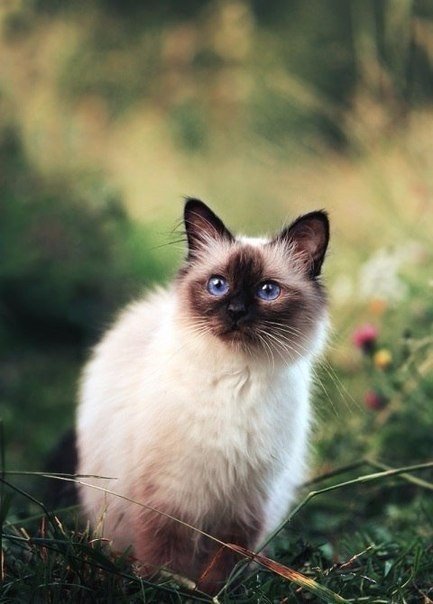 Коты из сети