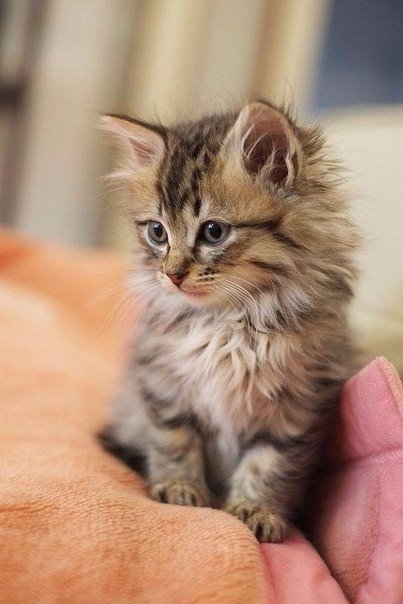 Коты из сети