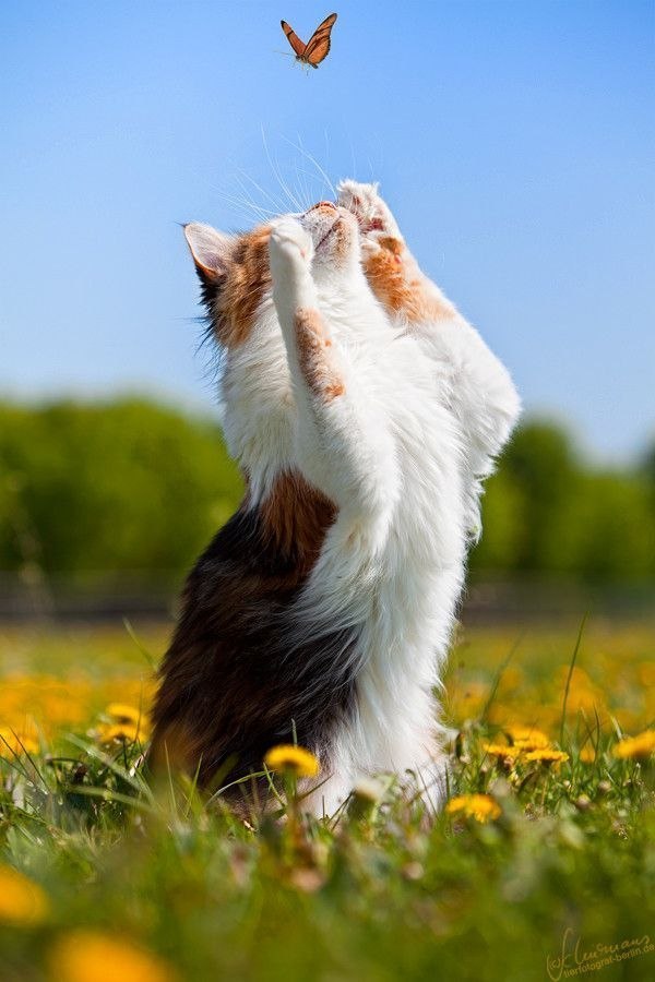 Коты из сети