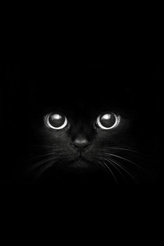 Коты из сети