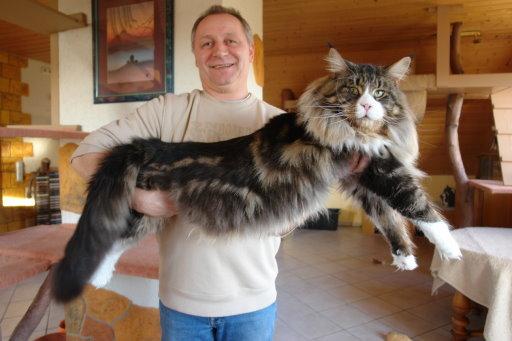 Филин отпугивает кота
