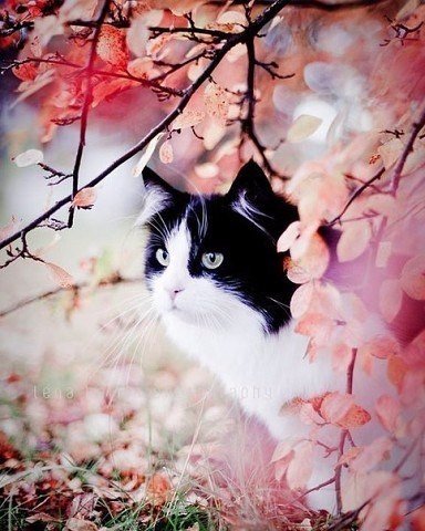 Коты и Кошки