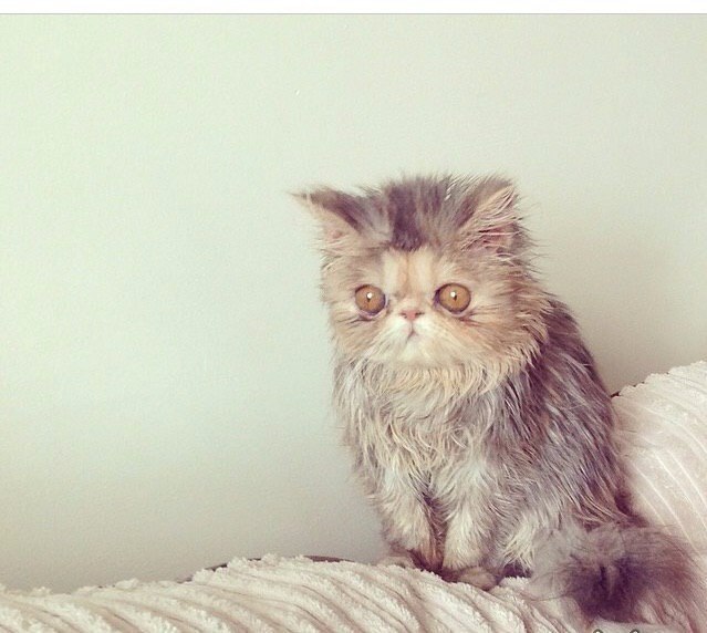 Коты и Кошки