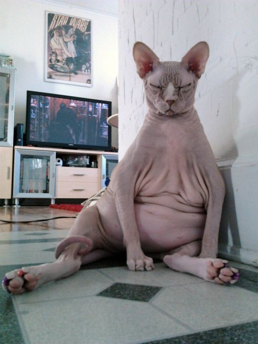 Коты и Кошки