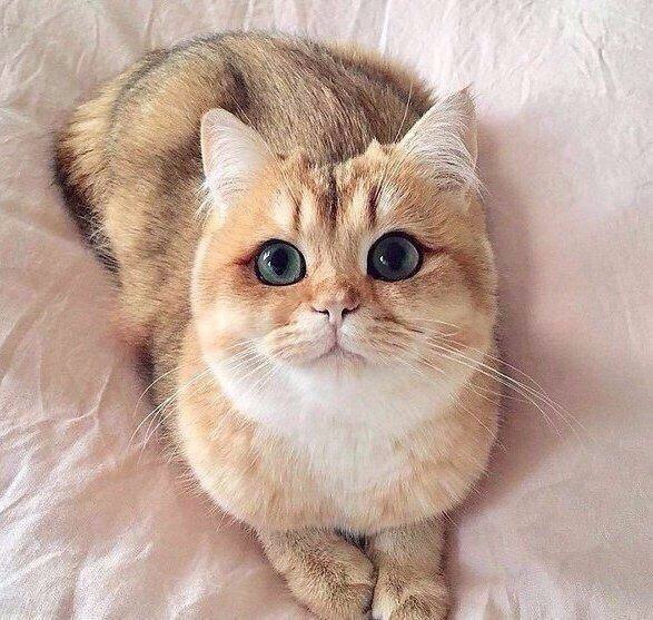 Коты и Кошки