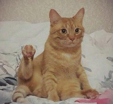 Коты и Кошки