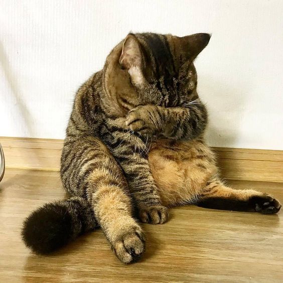Прикольных котов пост
