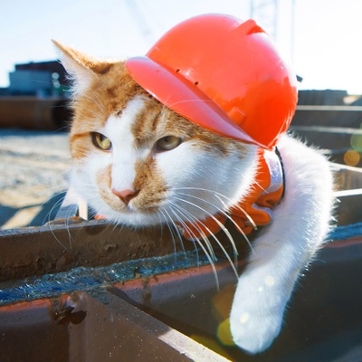 Три царапины на спине