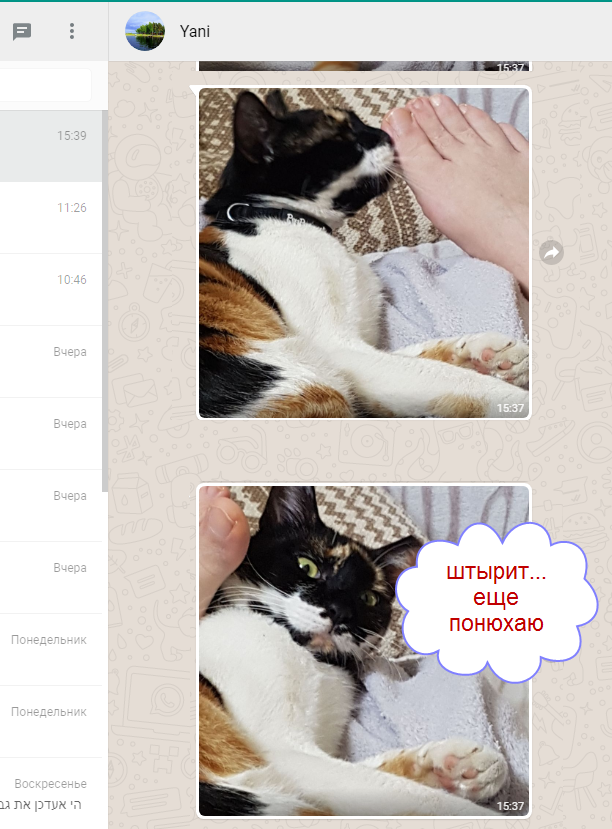 Котовторник