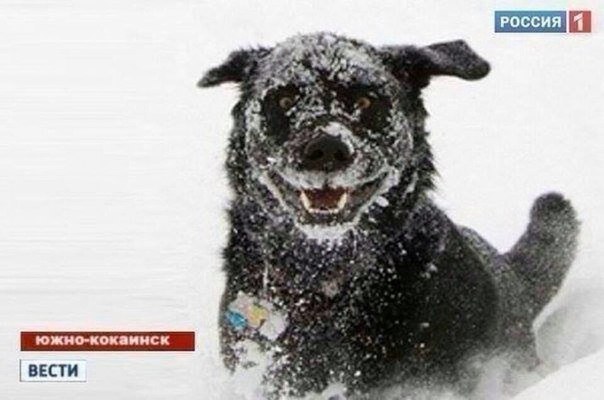 Нестандартный юмор