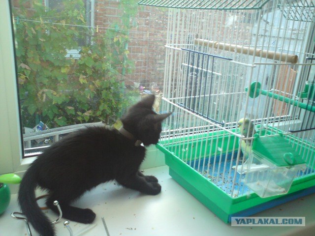 It's Catursday Fever! (Котовторник)