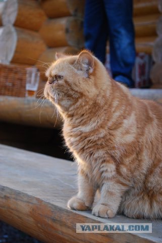 Ну и где ваш котовторник?