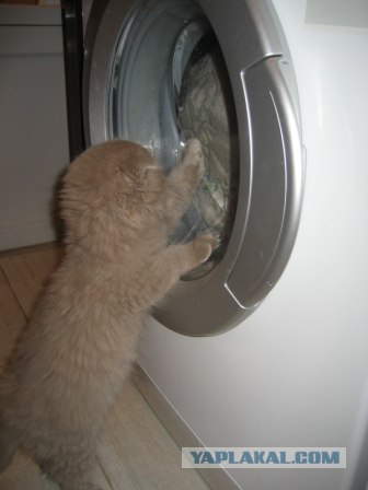 Котовторник! 13.03.2012