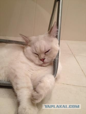 Котовторник на 26.06.12