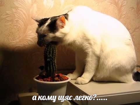 Картинки с надписями, соц-сети и анекдоты на субботу